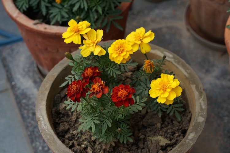 como organizar plantas jardin