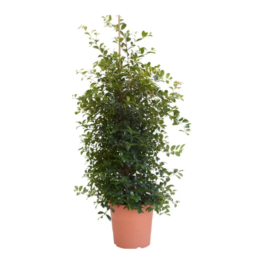 EUGENIA