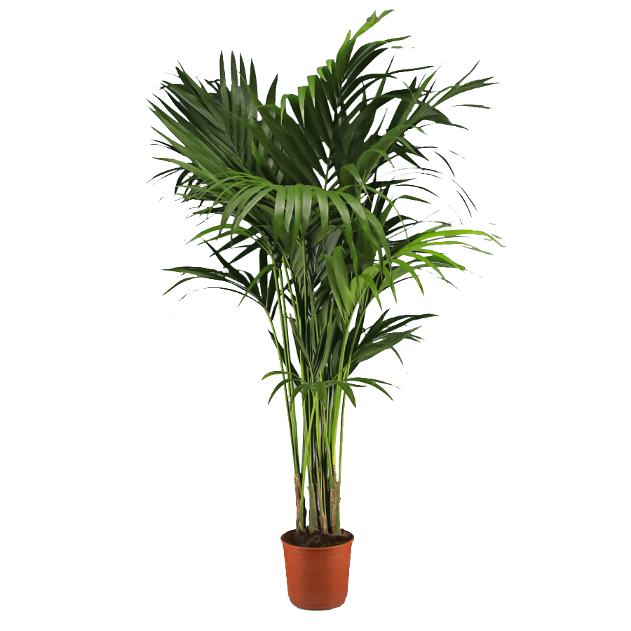 KENTIA