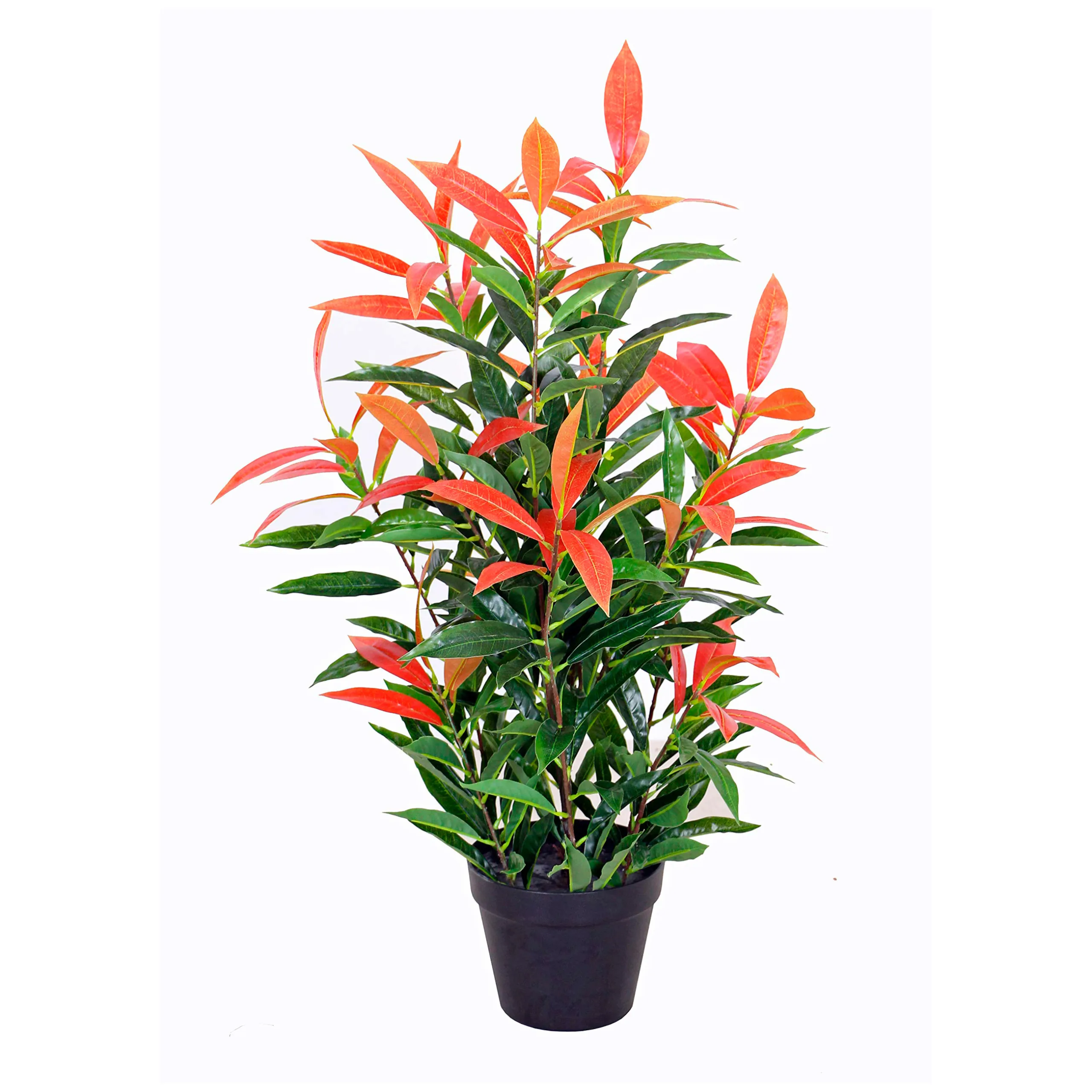 PHOTINIA