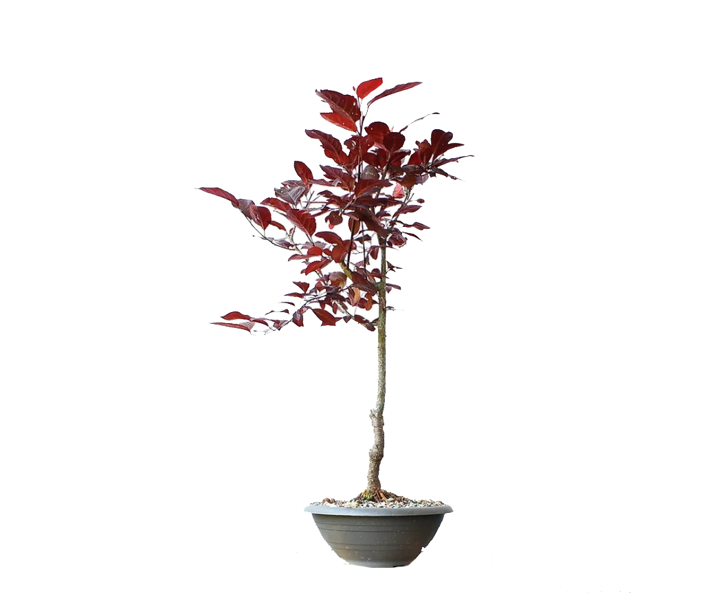 PRUNUS