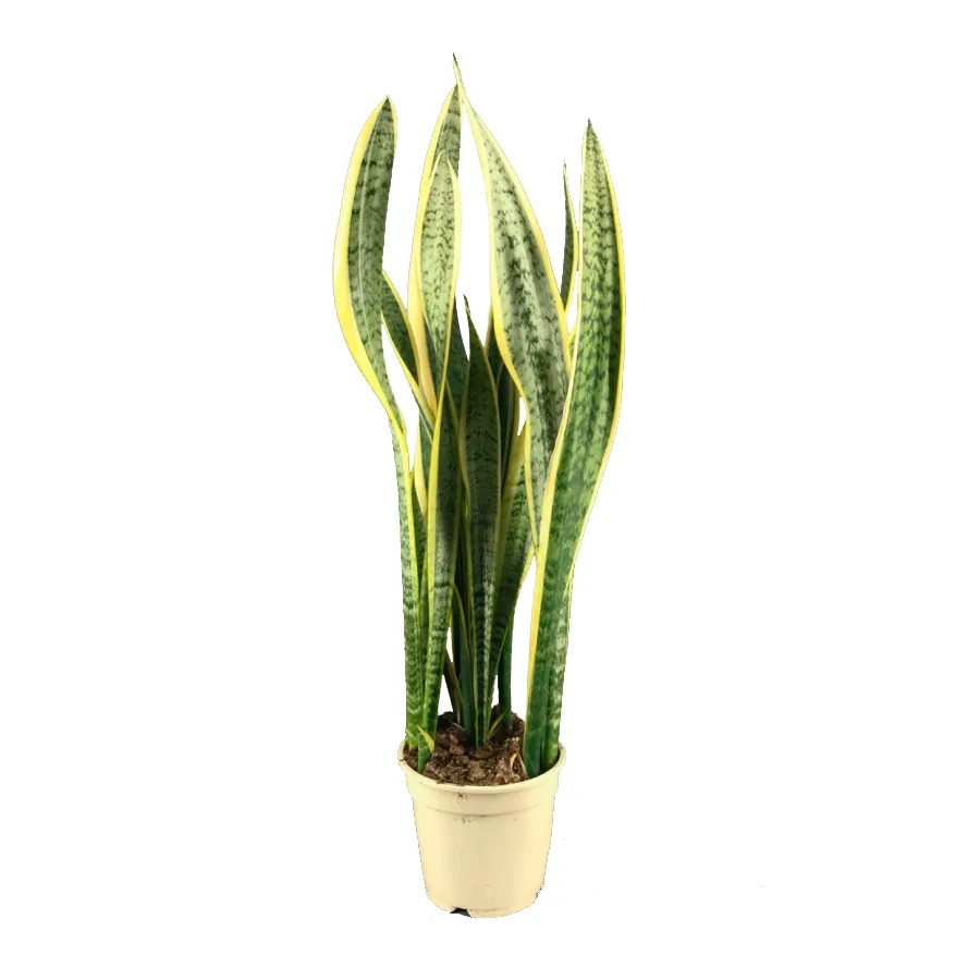 SANSEVIERA