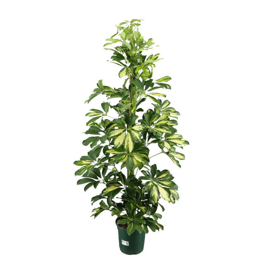 SCHEFFLERA