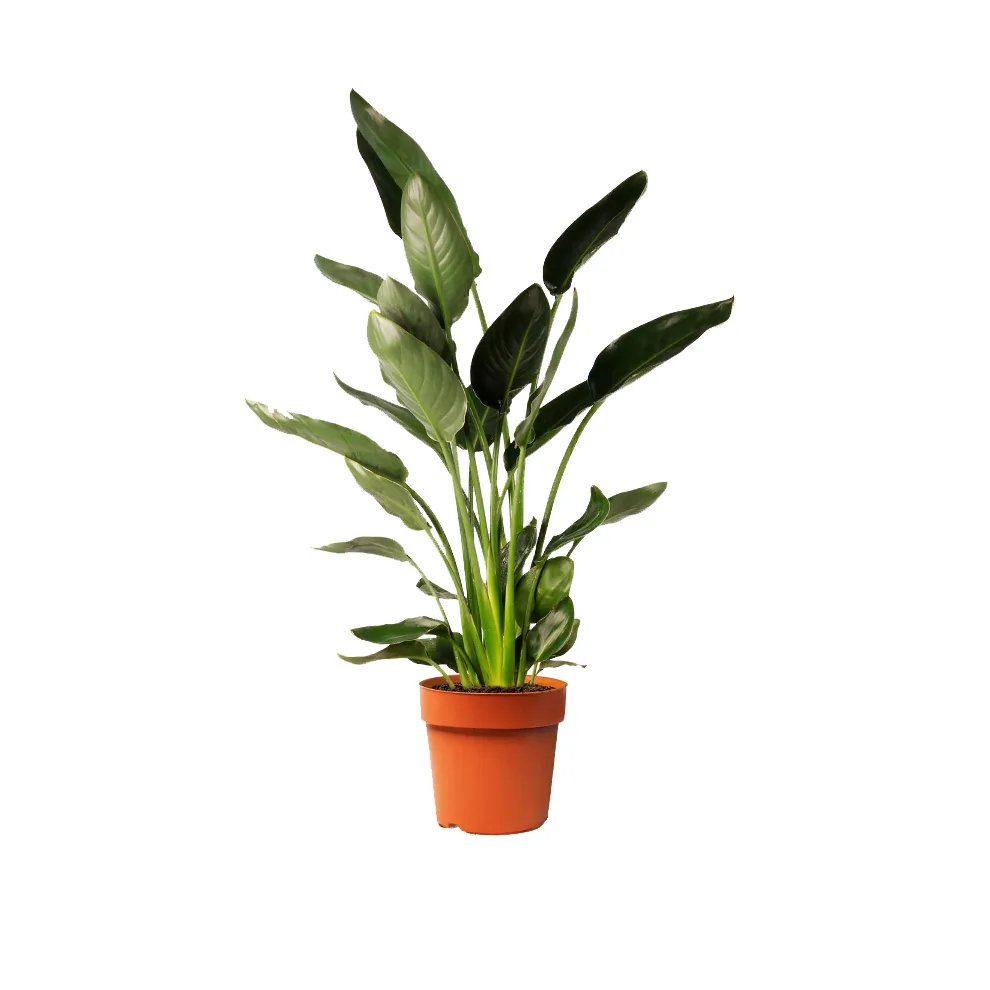 STRELITZIA