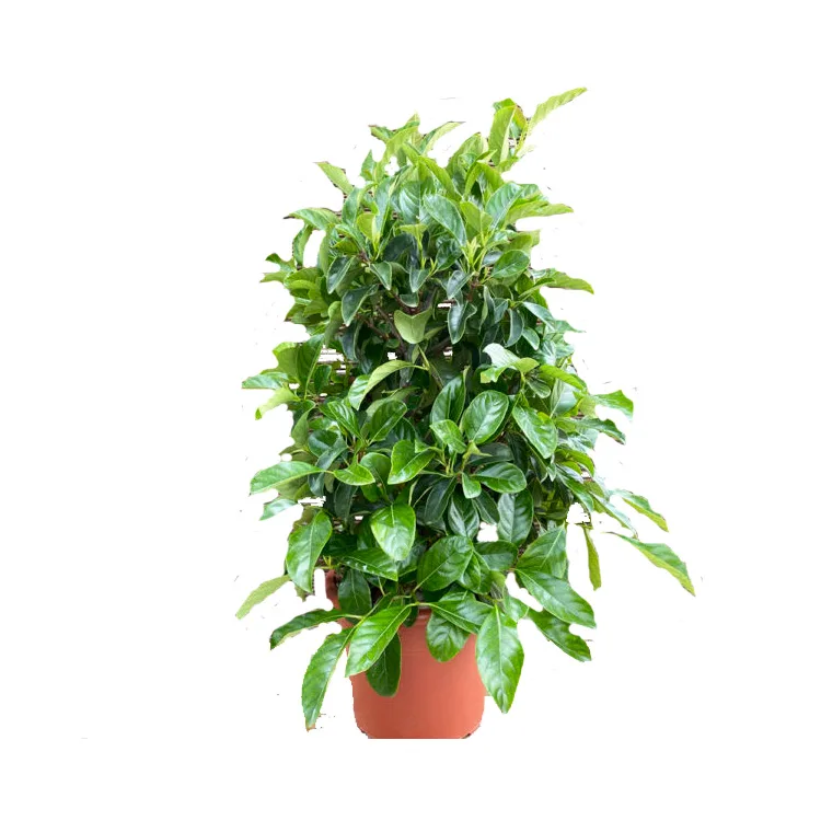 VIBURNUM