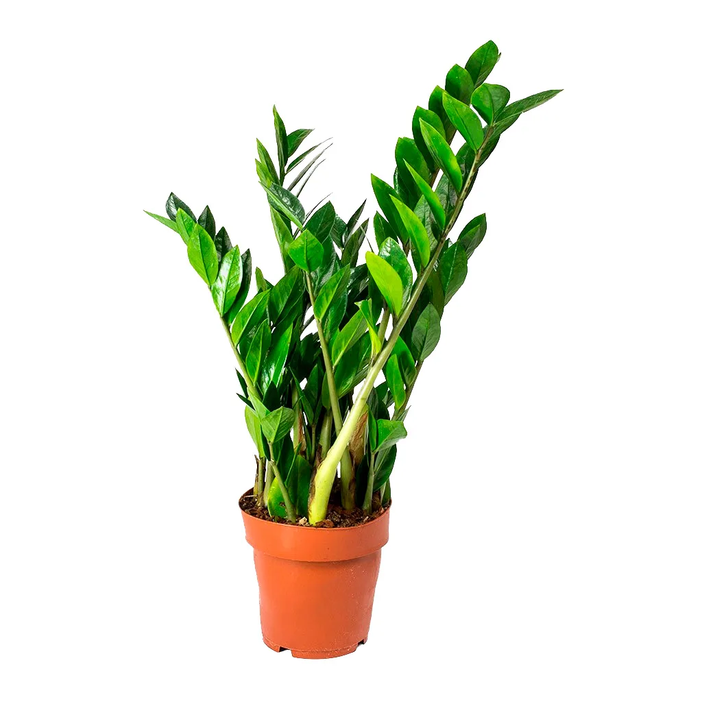 ZAMIOCULCA